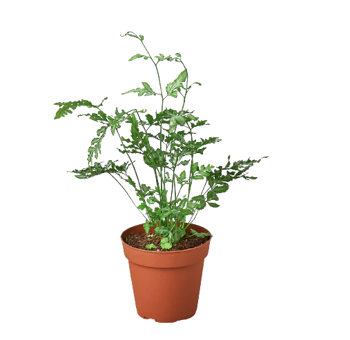 Fern 'Silver Lace'
