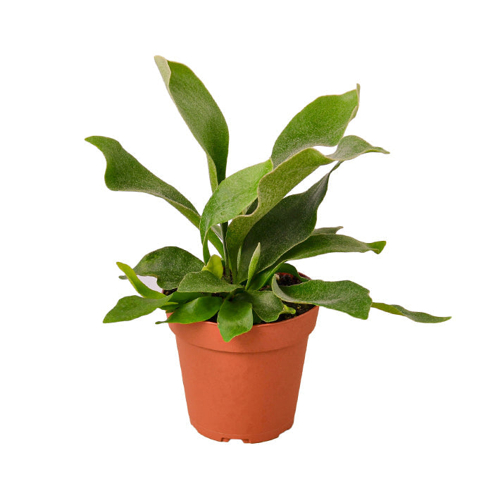 Fern 'Staghorn'