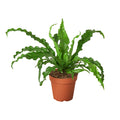 Bird's Nest Fern ‘Victoria’