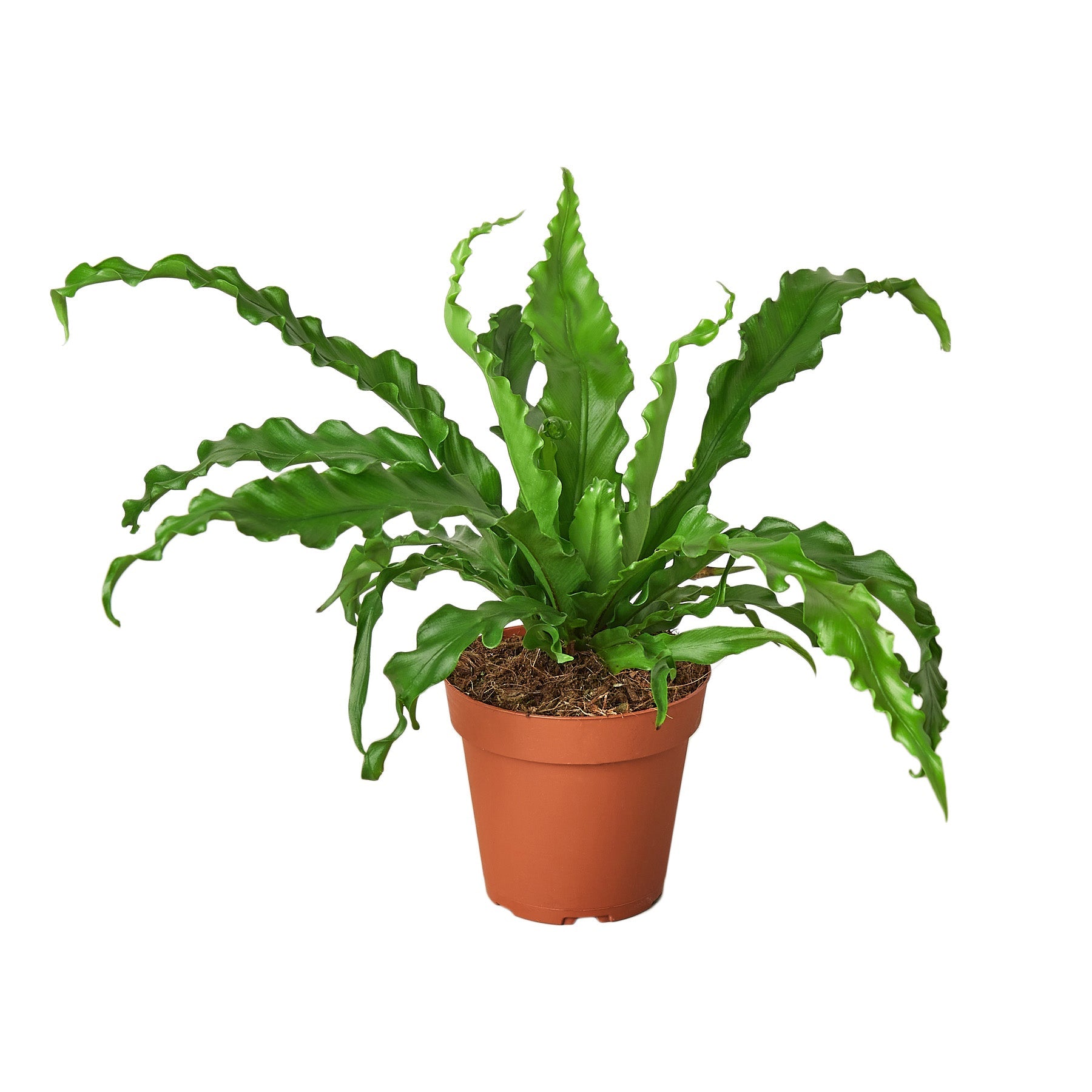 Bird's Nest Fern ‘Victoria’