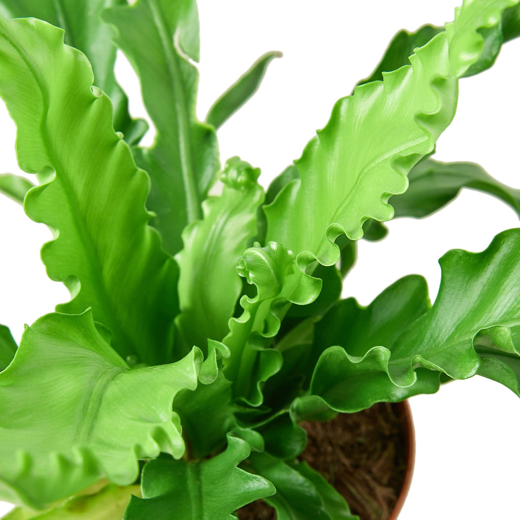 Bird's Nest Fern ‘Victoria’