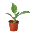 Ficus 'Audrey'