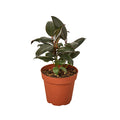 Ficus 'Burgundy'