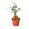 Ficus 'Ginseng'