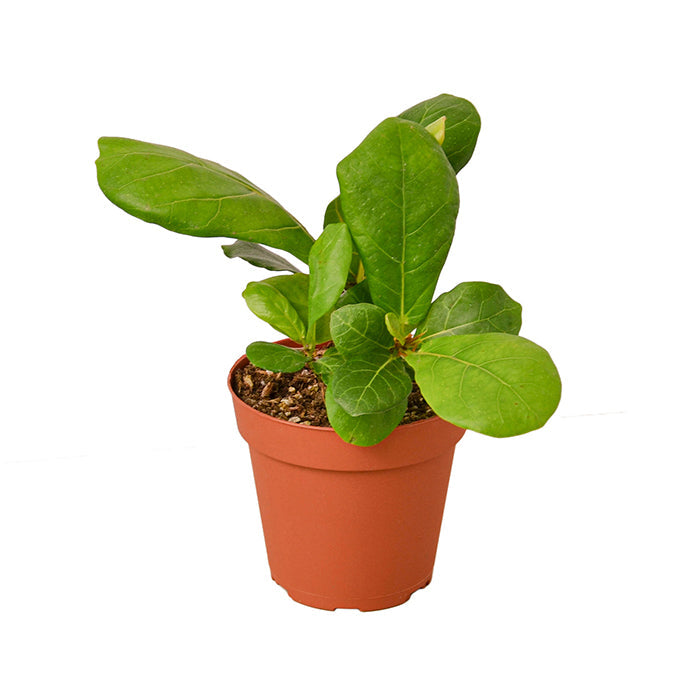 Ficus Lyrata