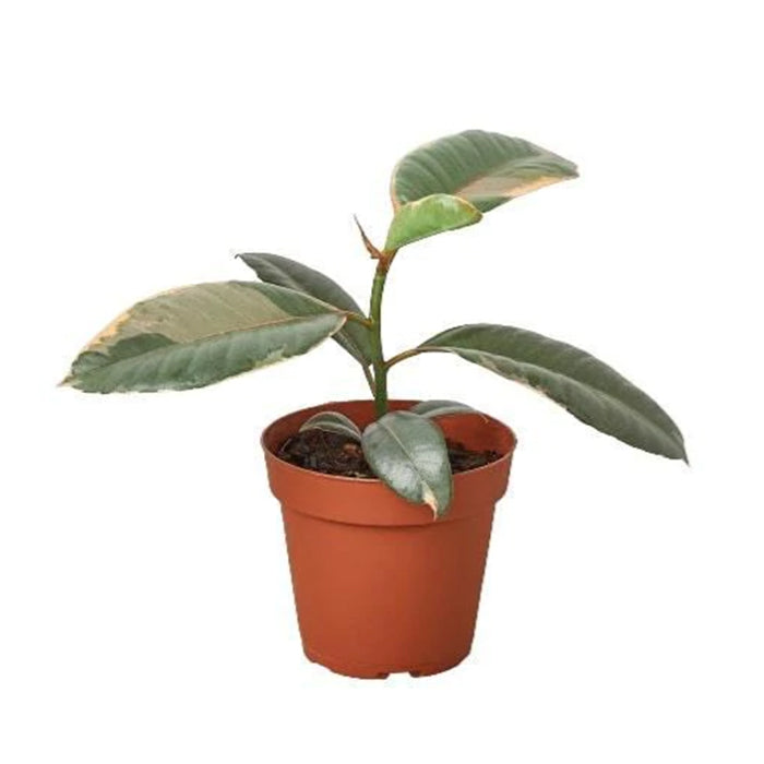 Ficus 'Ruby Pink'