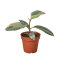 Ficus 'Ruby Pink'