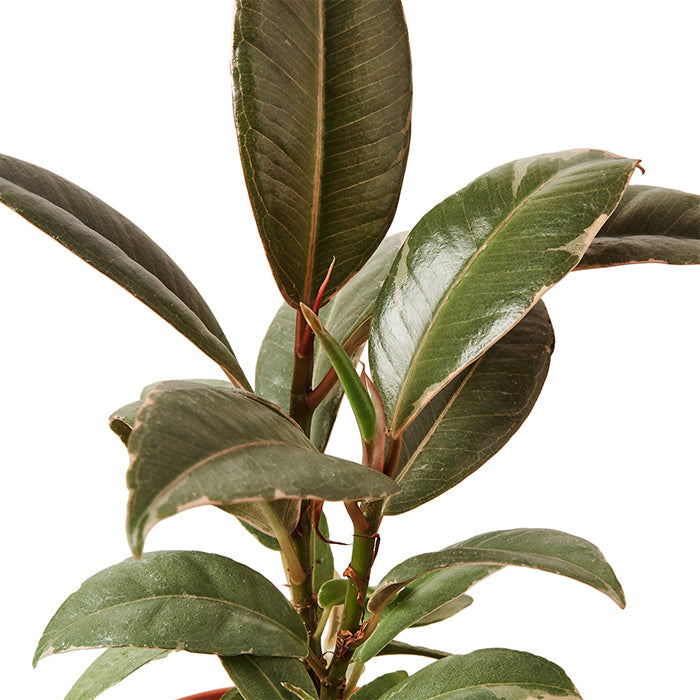 Ficus 'Tineke'