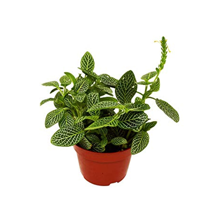Fittonia 'White'