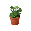 Hoya 'Chelsea'