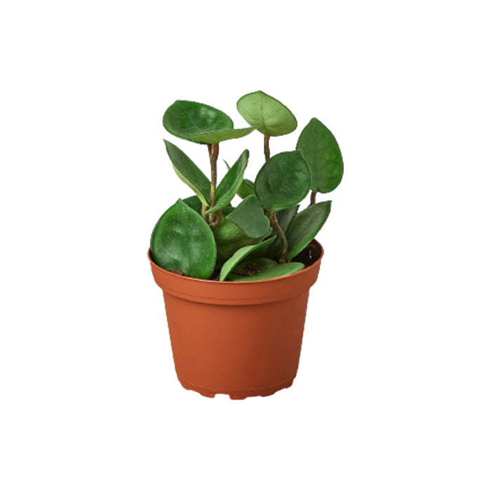 Hoya 'Chelsea'