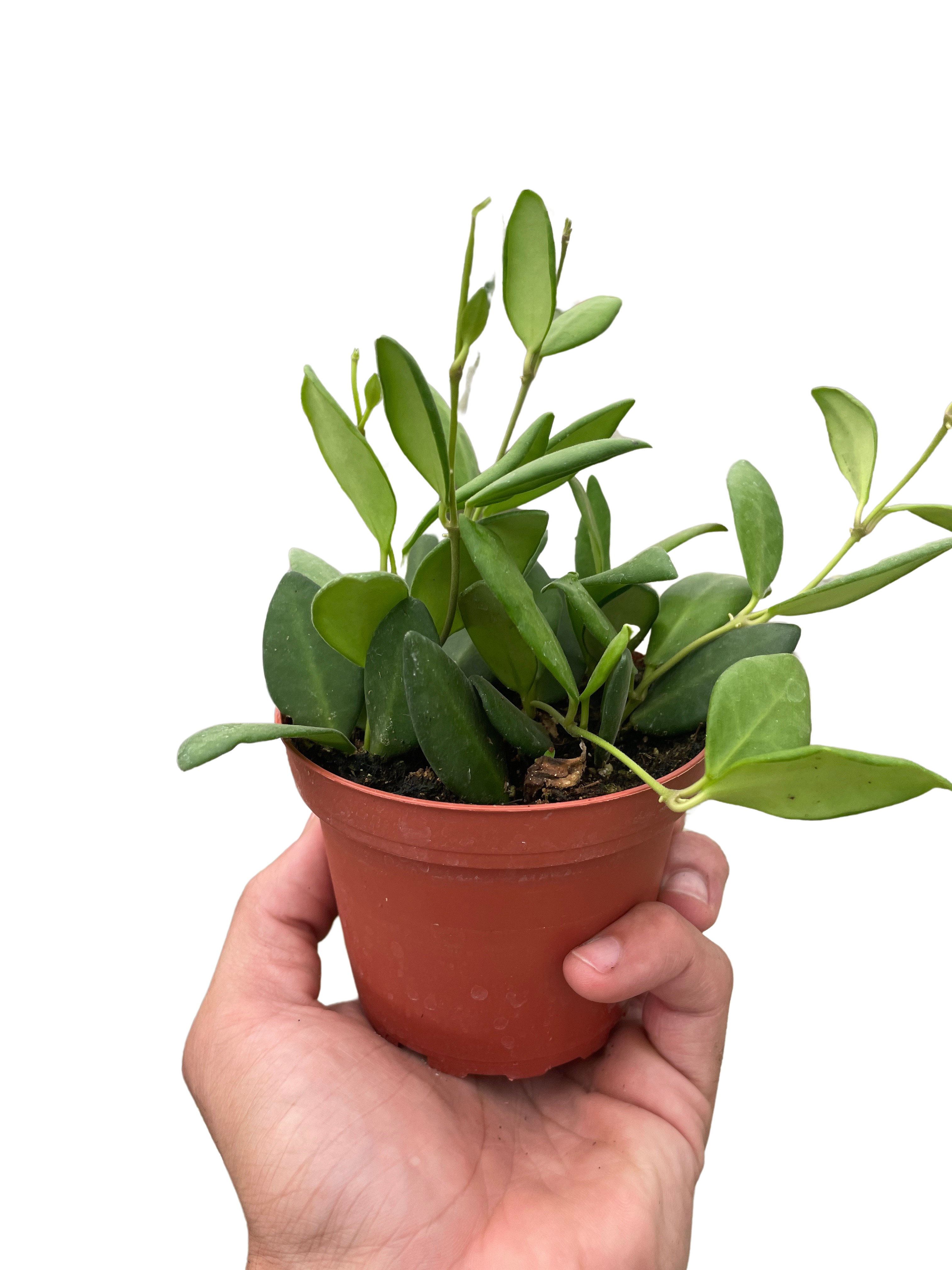 Hoya Chouke