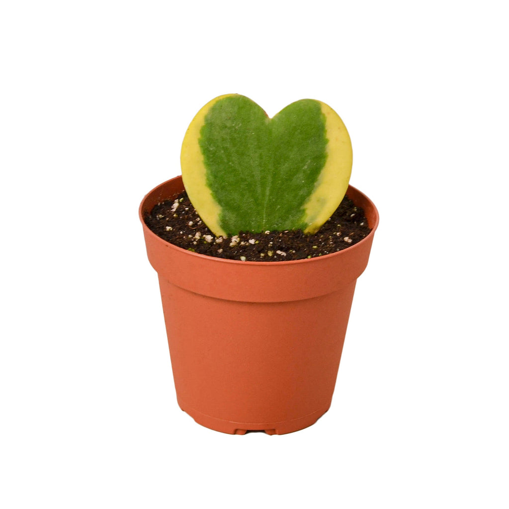 Hoya 'Heart Variegated'