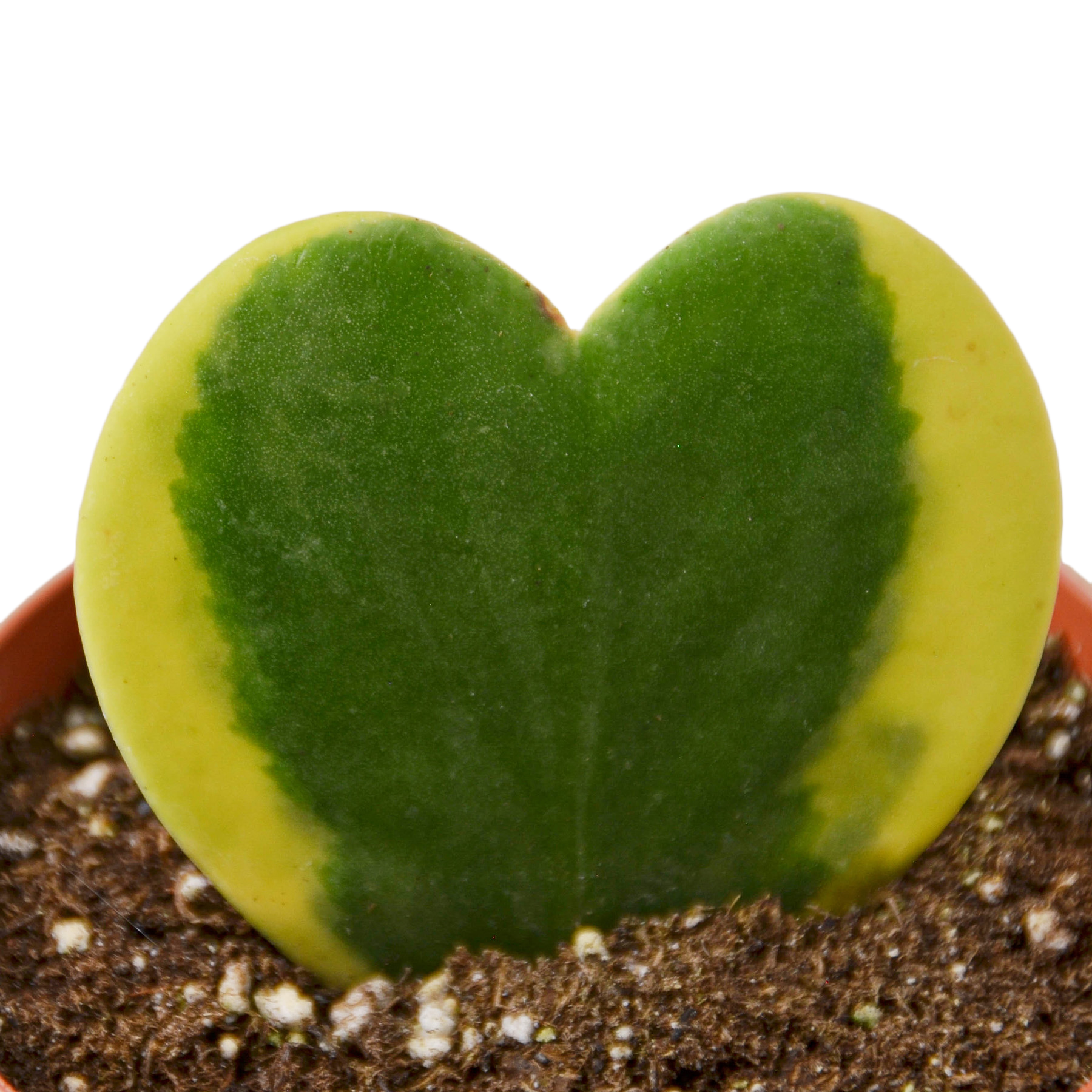 Hoya 'Heart Variegated'