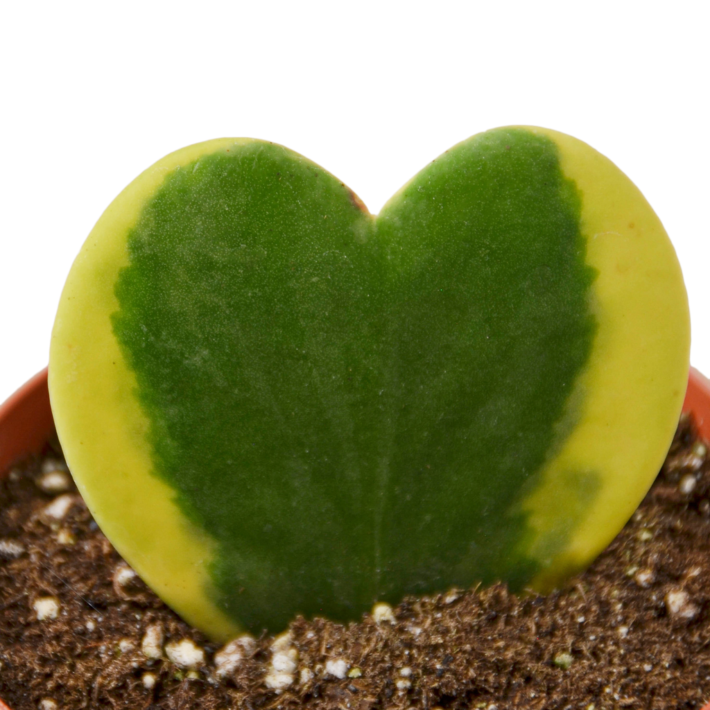 Hoya 'Heart Variegated'