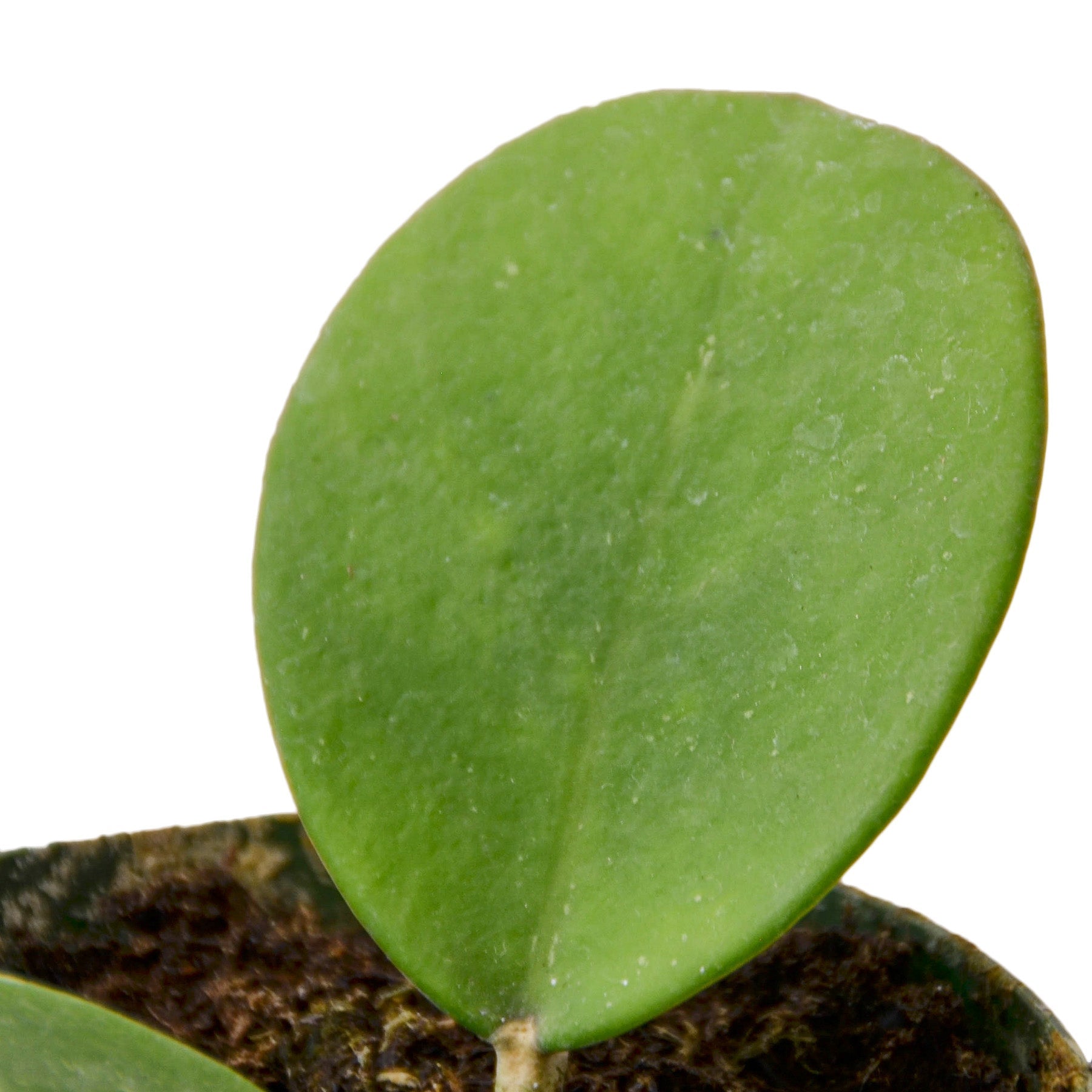 Hoya 'Obovata'