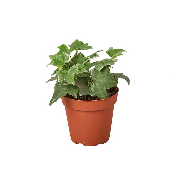 English Ivy 'Glacier'