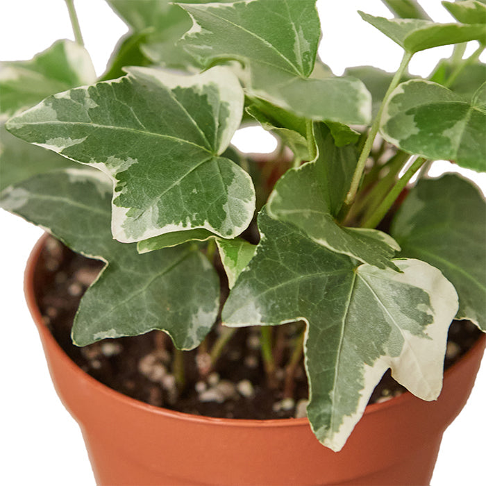 English Ivy 'Glacier'