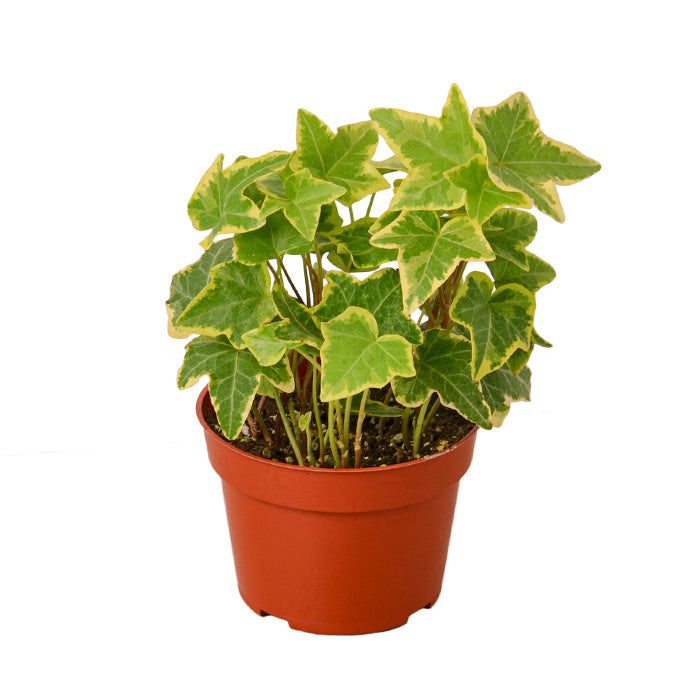 Ivy 'Gold Child'