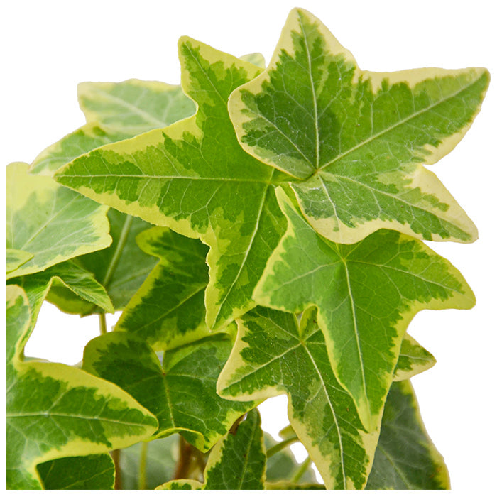 Ivy 'Gold Child'