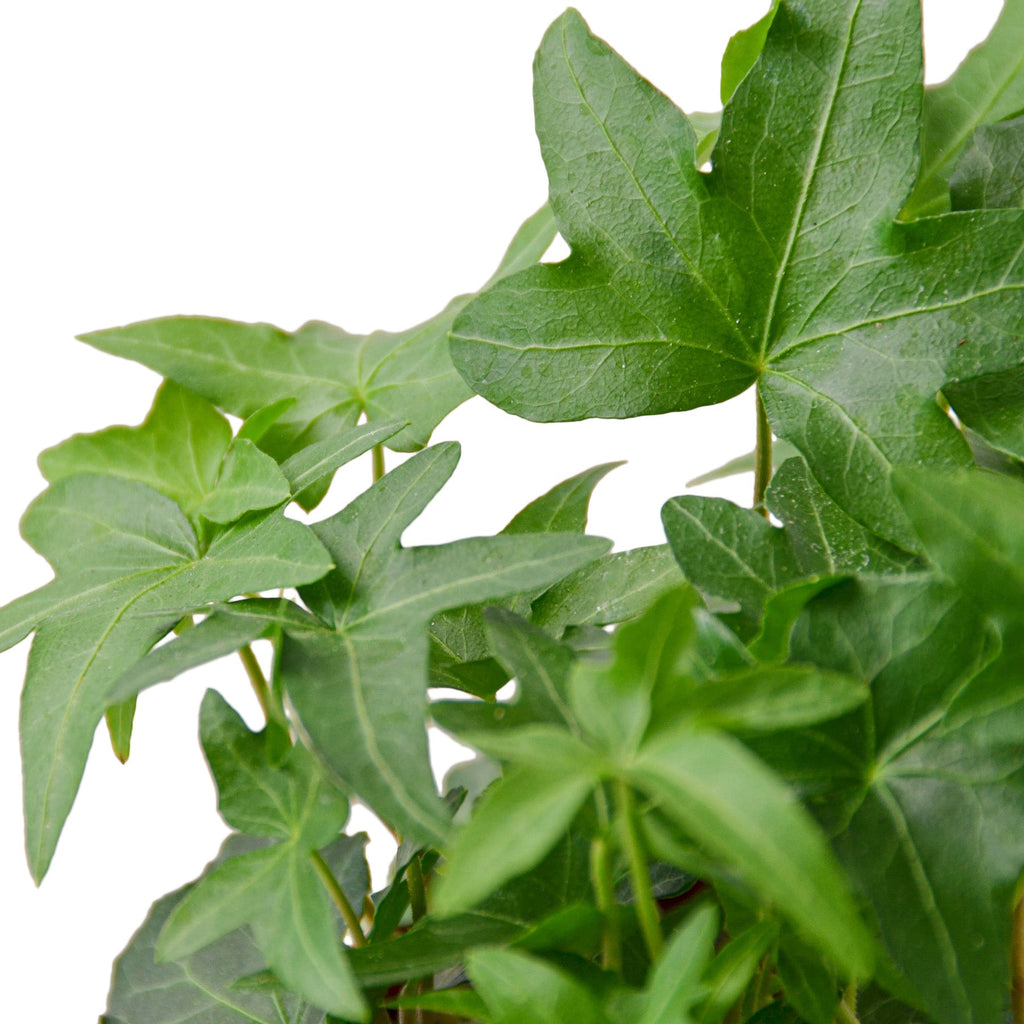 Ivy 'Green California'