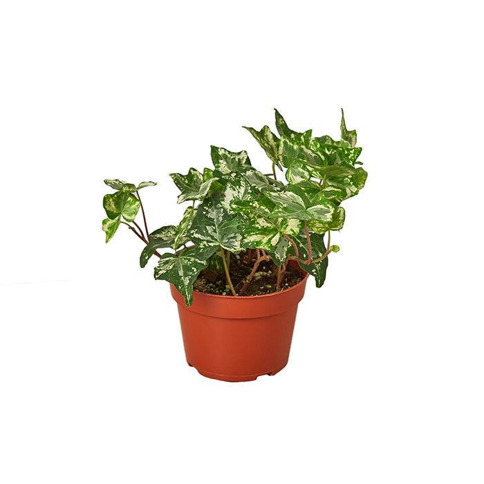 Ivy 'Kolibre'