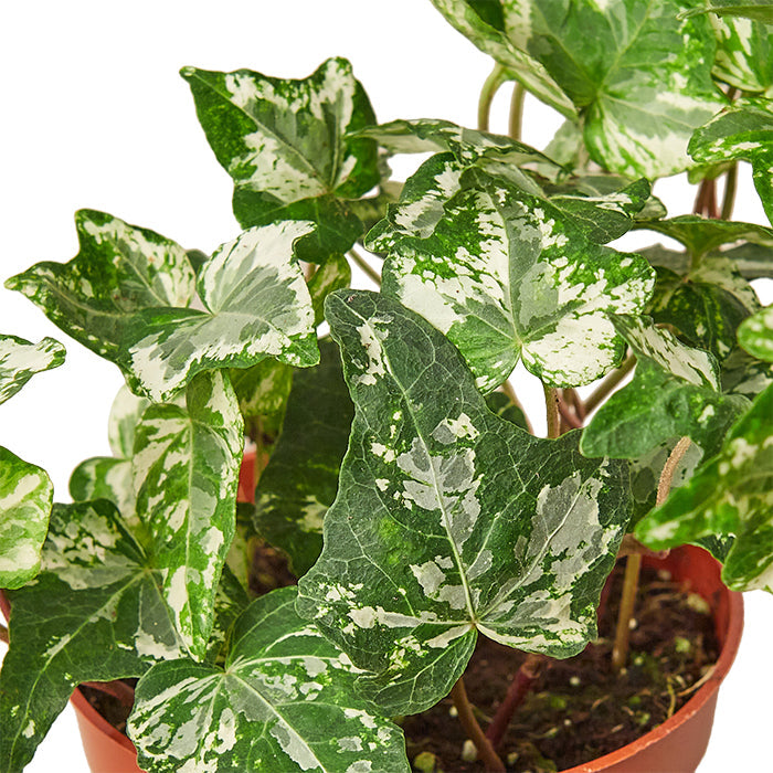 Ivy 'Kolibre'