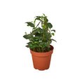 Ivy 'Teardrop'