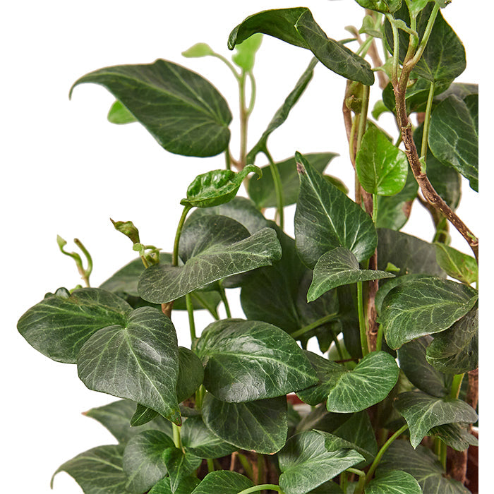 Ivy 'Teardrop'