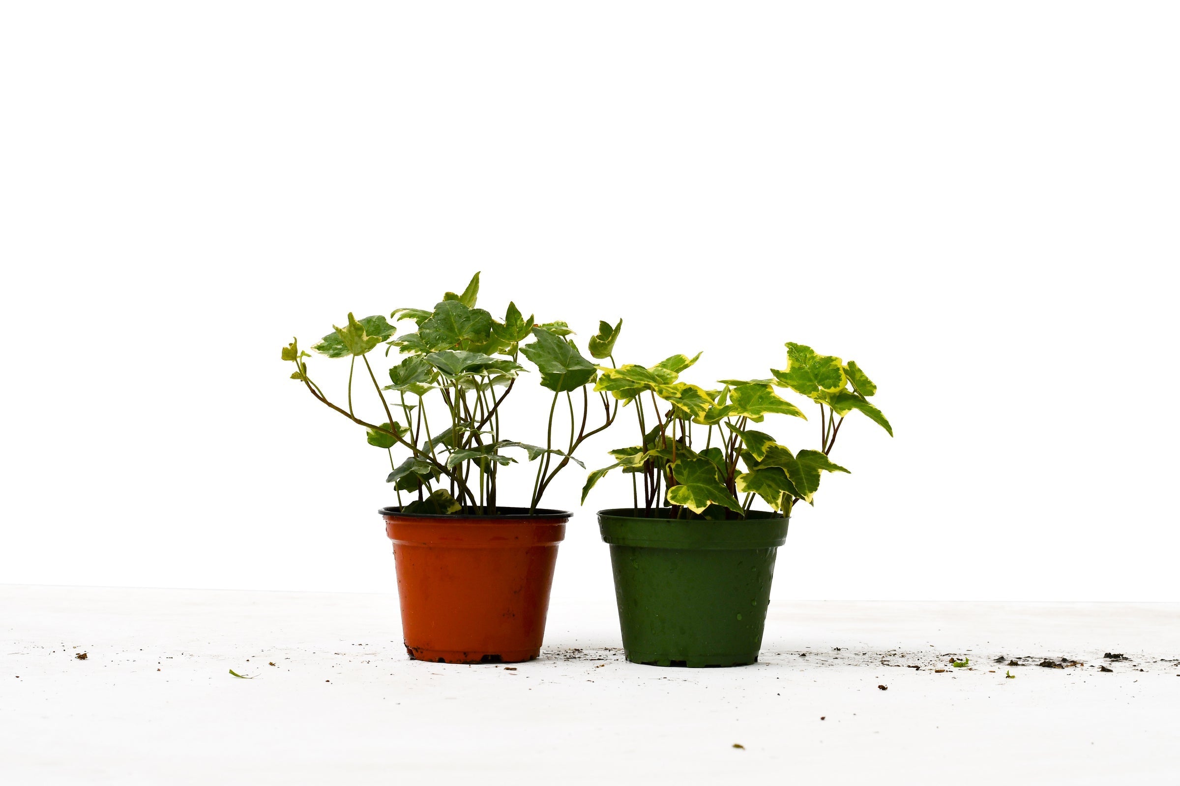 Ivy Variety Bundle