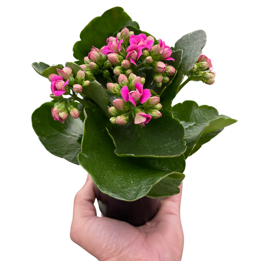 Kalanchoe Blossfeldiana