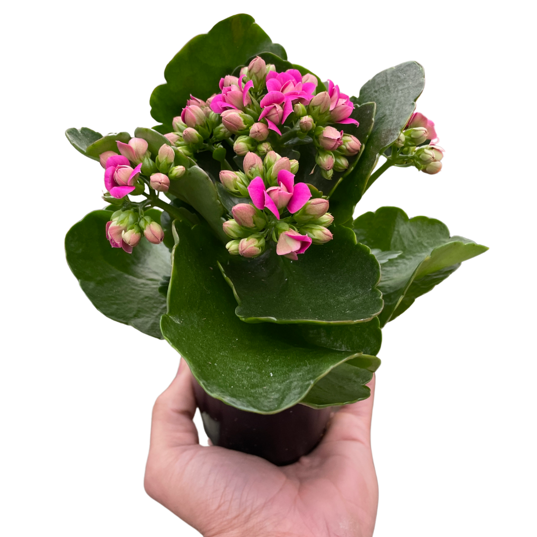 Kalanchoe Blossfeldiana