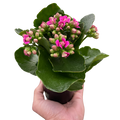 Kalanchoe Blossfeldiana