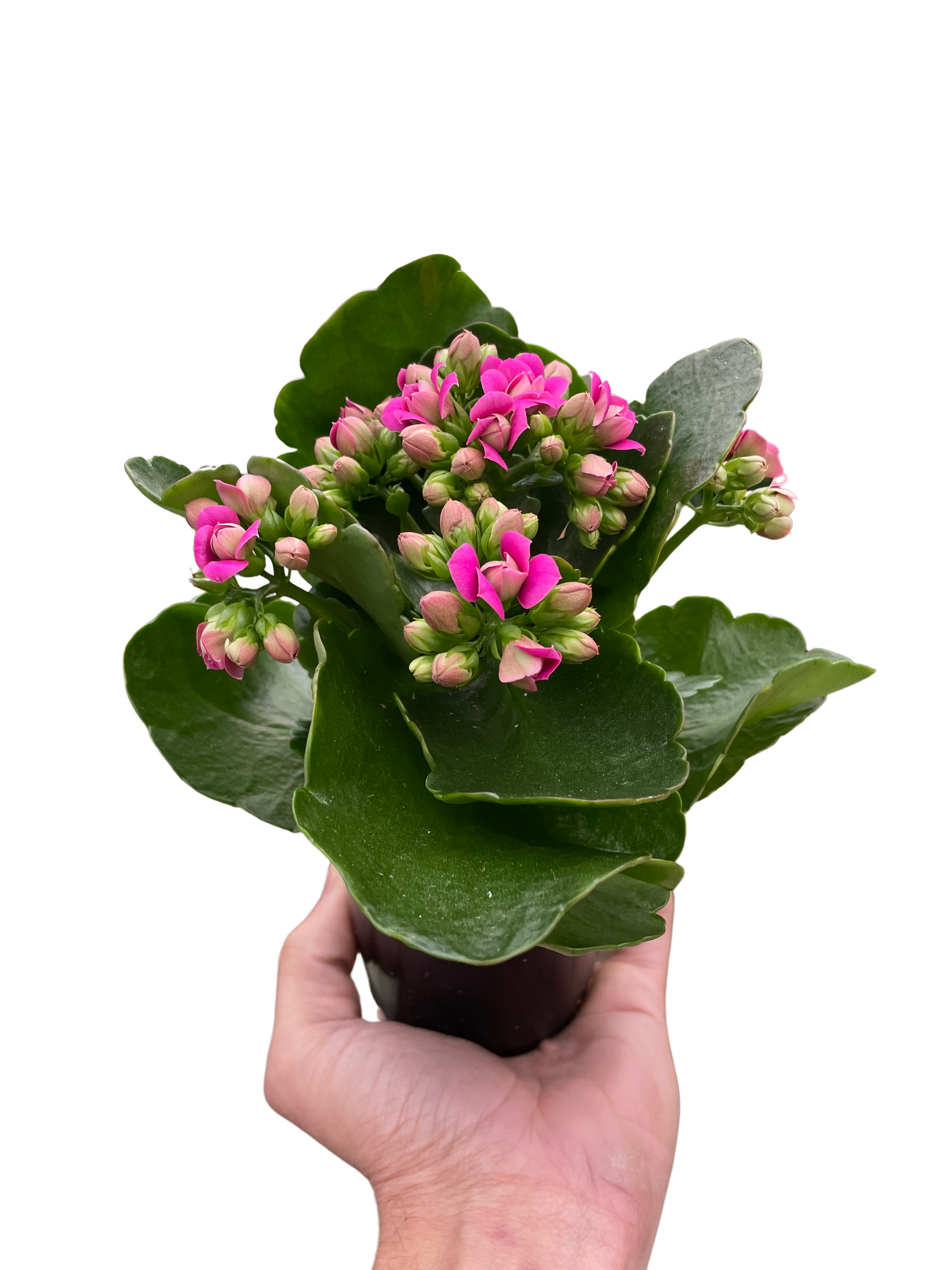 Kalanchoe Blossfeldiana