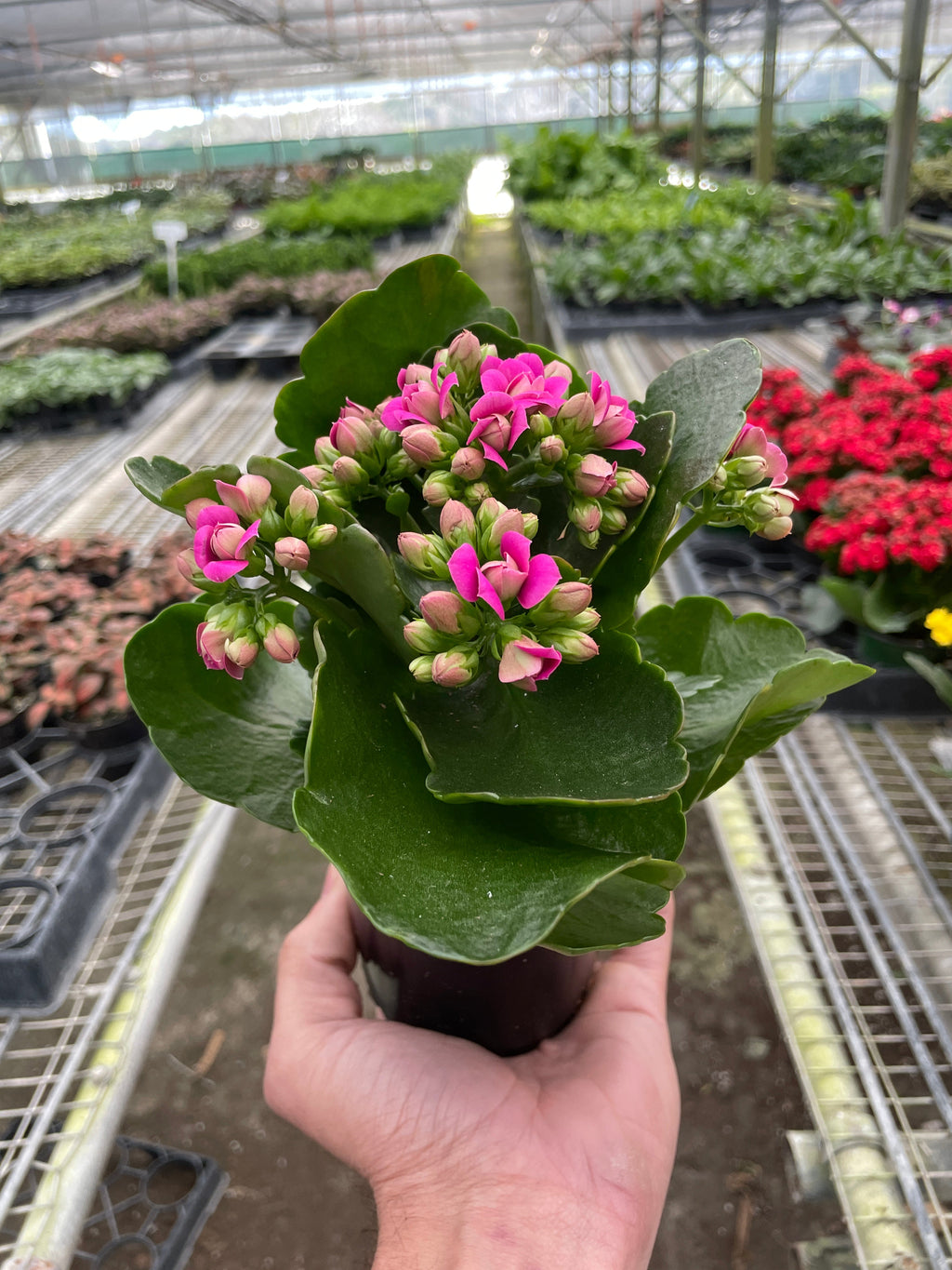 Kalanchoe Blossfeldiana