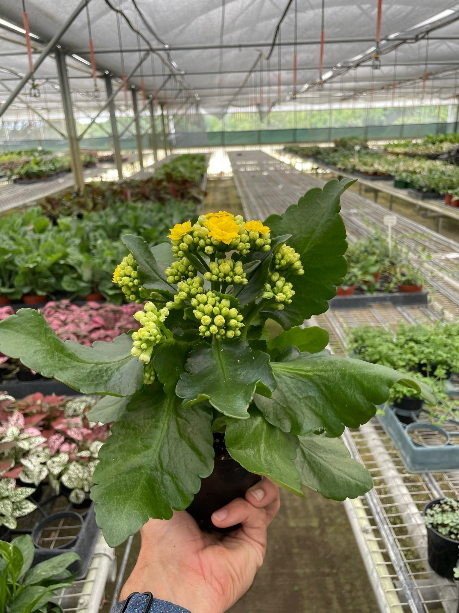 Kalanchoe Blossfeldiana