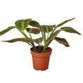 Maranta ‘Red Prayer’