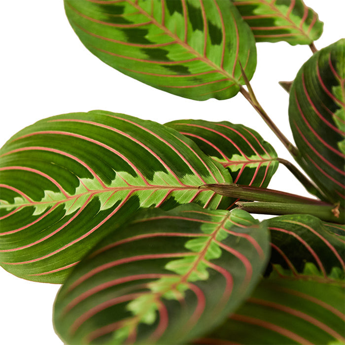 Maranta ‘Red Prayer’