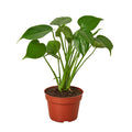 Monstera Deliciosa