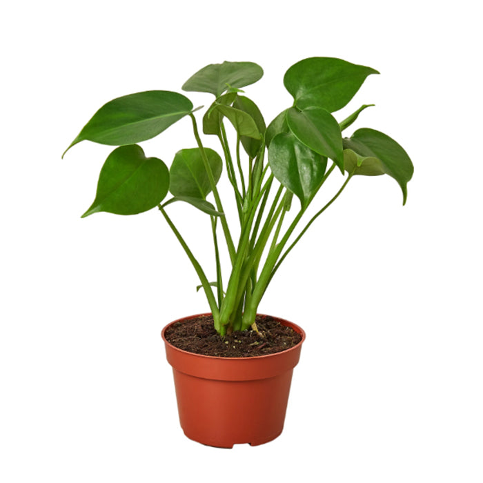 Monstera Deliciosa