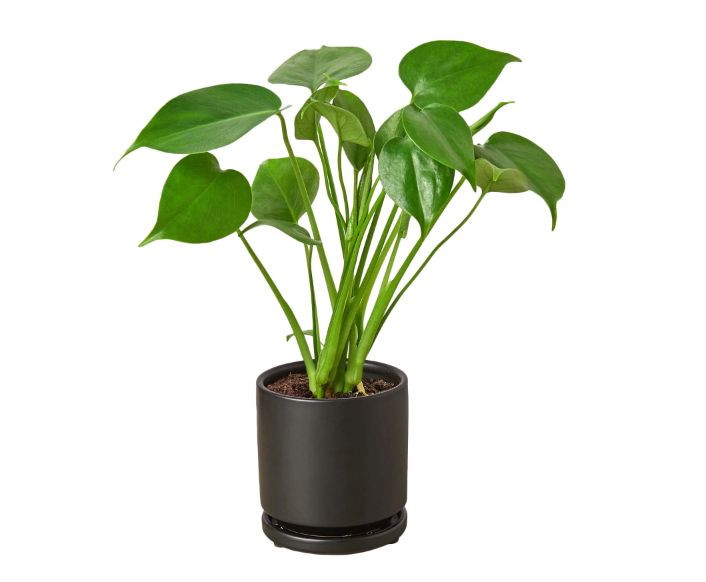 Monstera Deliciosa & Pot