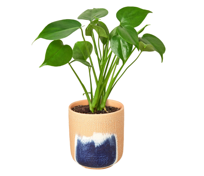 Monstera Deliciosa & Pot