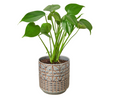 Monstera Deliciosa & Pot