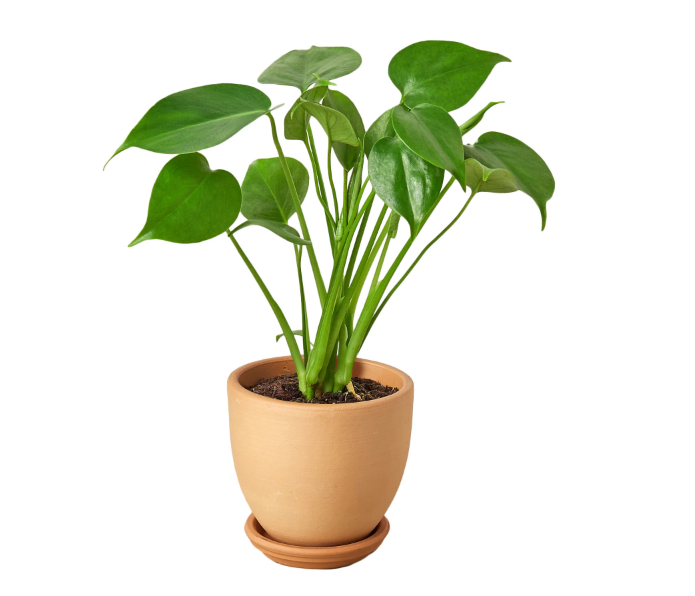 Monstera Deliciosa & Pot