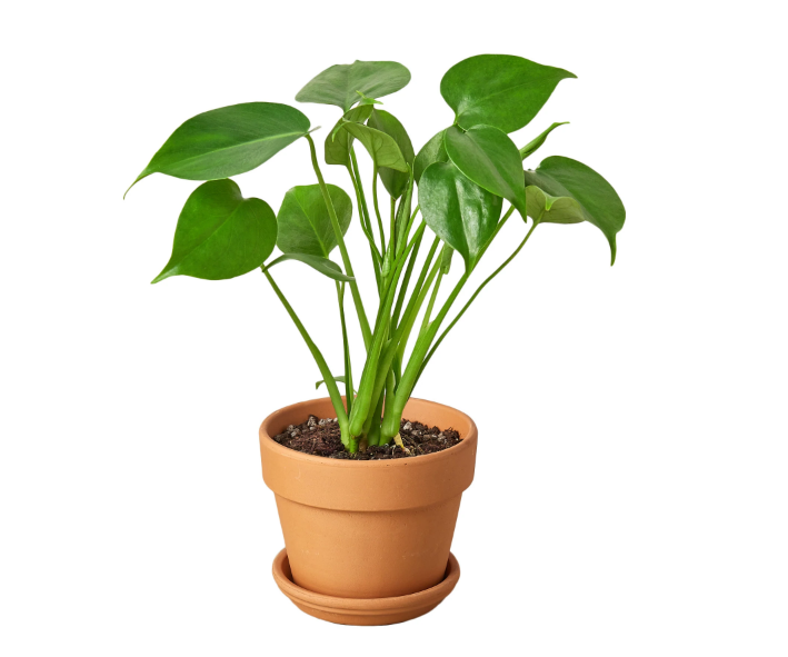 Monstera Deliciosa & Pot