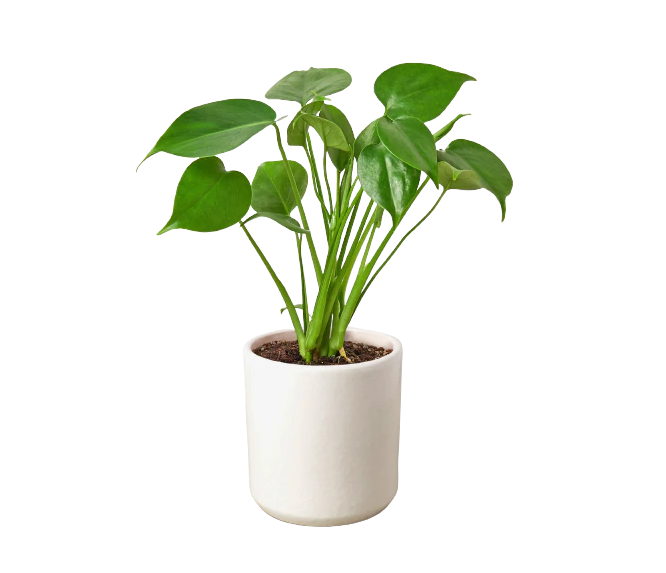 Monstera Deliciosa & Pot