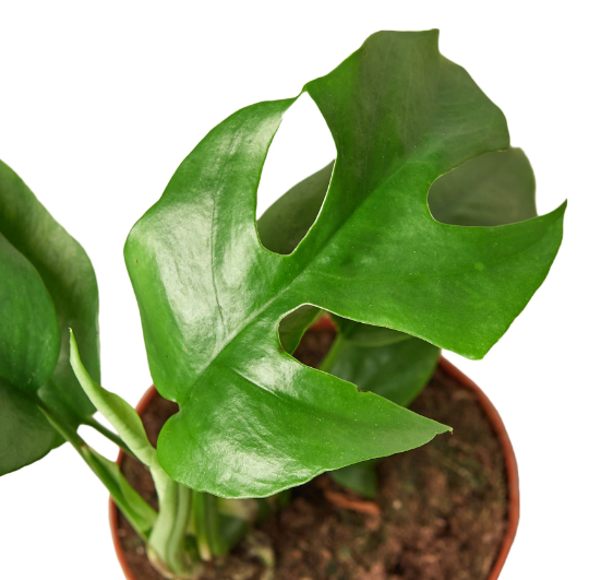 Monstera 'Minima'