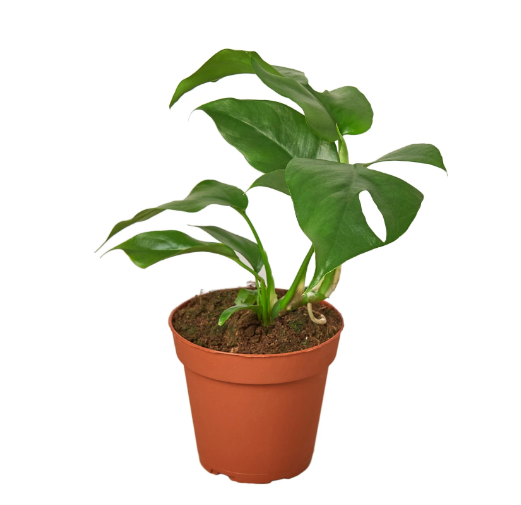 Monstera 'Minima'