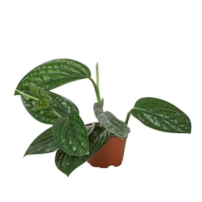 Monstera 'Peru'