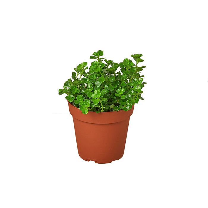 Nettle 'Baby Tears'